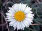 fondos de flor de margarita hasta 2560x1920